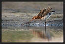 grutto_MG_4603