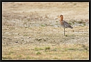 grutto_MG_5634