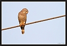 hagedisbuizerd_MG_1208