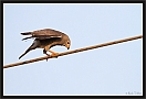 hagedisbuizerd_MG_1211