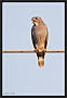 hagedisbuizerd_MG_1250