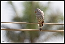 hagedisbuizerd_MG_2319