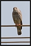 hagedisbuizerd_MG_2338