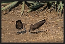 hamerkop_MG_3258