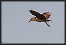 hamerkop_MG_3267