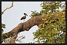 hamerkop_MG_3412