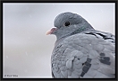 holenduif_MG_7015