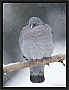 holenduif_MG_7028