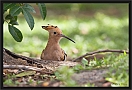 hop_MG_0252