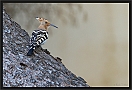 hop_MG_0959