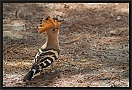 hop_MG_1666