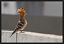 hop_MG_1752