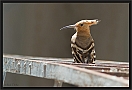 hop_MG_1813