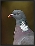 houtduif_MG_4006