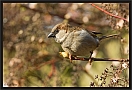huismus_MG_3398