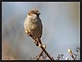 huismus_MG_3401