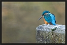 ijsvogel_MG_0300