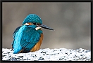 ijsvogel_MG_0320