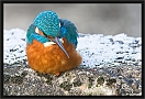 ijsvogel_MG_0327
