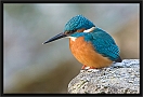 ijsvogel_MG_0342