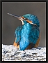 ijsvogel_MG_0366