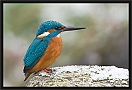 ijsvogel_MG_0379