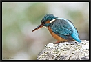 ijsvogel_MG_0436