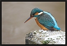 ijsvogel_MG_0446