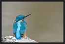 ijsvogel_MG_0469