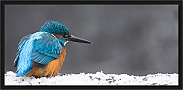 ijsvogel_MG_0475