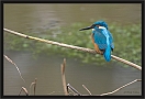 ijsvogel_MG_0489
