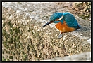 ijsvogel_MG_1525