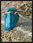 ijsvogel_MG_1531
