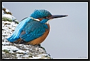ijsvogel_MG_1550