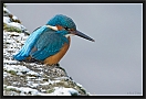 ijsvogel_MG_1568