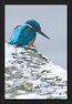 ijsvogel_MG_1603