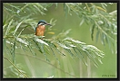 ijsvogel_MG_4509