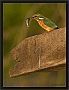 ijsvogel_MG_5900