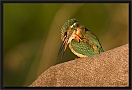 ijsvogel_MG_5926