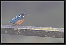 ijsvogel_MG_6695