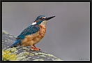 ijsvogel_MG_6703