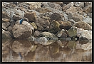 ijsvogel_MG_6791