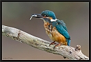 ijsvogel_MG_6988