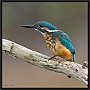 ijsvogel_MG_6994