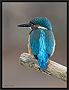 ijsvogel_MG_6998
