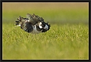 kievitDSC_0351