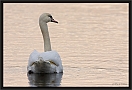 knobbelzwaan_MG_3686