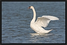 knobbelzwaan_MG_4204