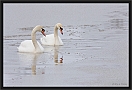 knobbelzwaan_MG_7107