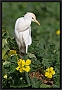 koereiger_MG_0033